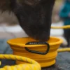 TNF™ Ciotola pieghevole per animali domestici TNF™ Ciotola pieghevole per animali domestici